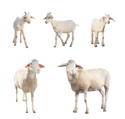 Sheep and goats isolated on white. Farm animals