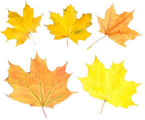 Many different bright maple leaves isolated on white