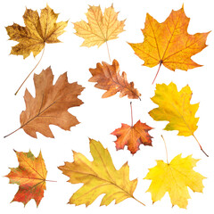Naklejka na ściany i meble Many different bright autumn leaves isolated on white