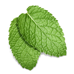 Fresh green mint leaves isolated on white