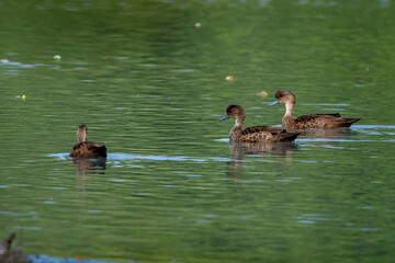 group of sunda teal Anas gibberifrons, a dark brown species of duck known also as itik benjut swimming over a lake with natural bokeh background