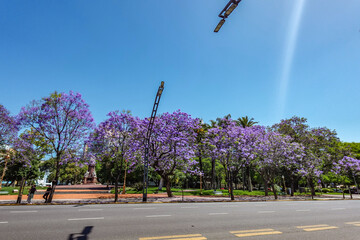 Pista de la ciudad de Buenos Aires rodeada de árboles de Jacarandá y con el fondo de cielo celeste