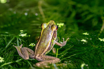 a frog in a stream covered with tiny leaves