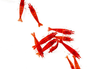 Red bee shrimp foraging under water in aquarium 