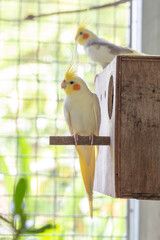 cockatiel and its mate are nesting in a wooden box