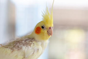 Portrait of Cockatiel close-up (Nymphicus hollandicus)