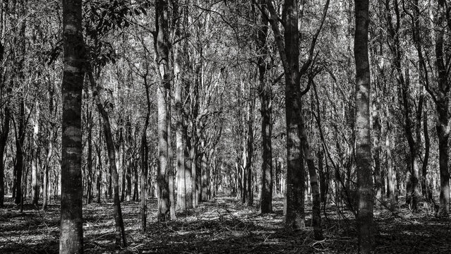 Black and white trees all lined up in the woods at Alafia River Corridor Nature Preserve in Lithia Florida