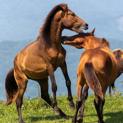 two horses on the meadow