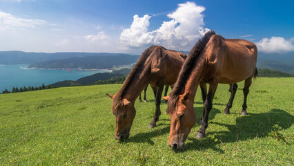 青空の下草を食べる2頭の御崎馬