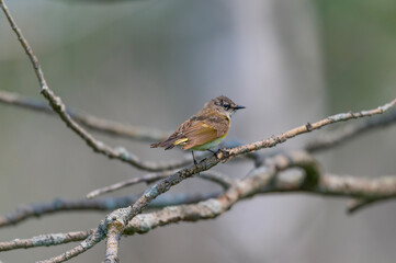 A Female American Redstart perches on a tree at Tuttle Marsh Wildlife Area, in Oscoda County, Michigan.
