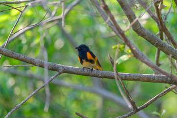 A Male American Redstart perches on a tree at Tuttle Marsh Wildlife Area, in Oscoda County, Michigan.