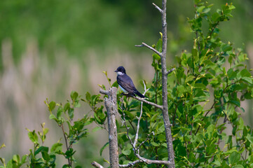 An Eastern Kingbird perches on a tree at Tuttle Marsh, in Oscoda County, Michigan.