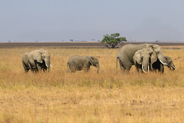 Fototapeta premium The family group of elephants or a herd foraging in savannah