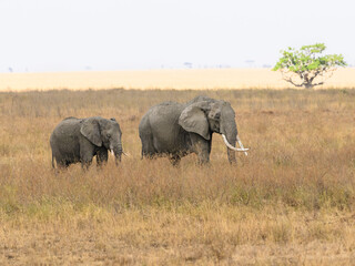 Fototapeta premium The family group of elephants or a herd foraging in savannah