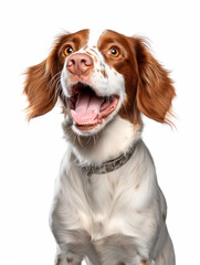 Fototapeta premium Brittany Dog Studio Shot, Isolated on Clear Background, Generative AI