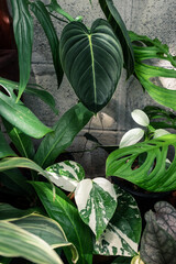 varieties of tropical plants  - obrazy, fototapety, plakaty