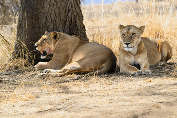 A pair of Lioness resting in the shade of a tree
