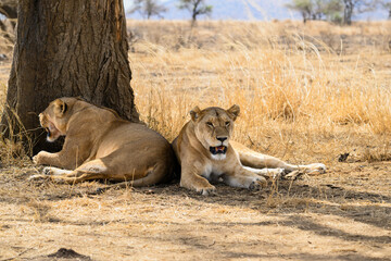 A pair of Lioness resting in the shade of a tree