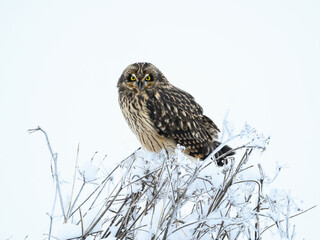 Short-eared Owl closeup portrait in winter