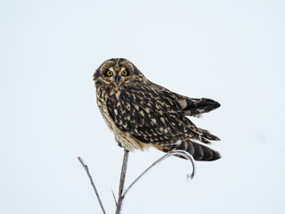 Short-eared Owl closeup portrait in winter