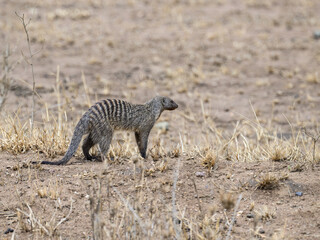 Banded Mongoose walking in Serengeti National park, Tanzania, East Africa