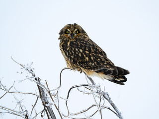Short-eared Owl closeup portrait in winter