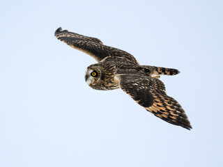 Obraz premium Short-eared Owl in flight in winter