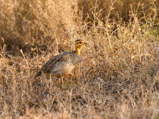 Coqui Francolin walking in savannah in Tanzania