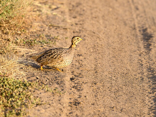 Coqui Francolin walking in savannah in Tanzania