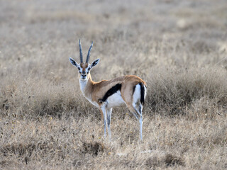 Thomson's Gazelle standing in the sun-dried savannah in the dry season
