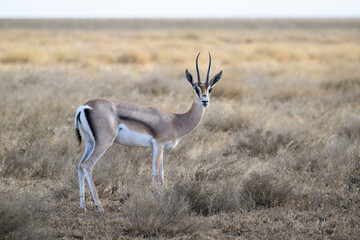 Thomson's Gazelle standing in the sun-dried savannah in the dry season