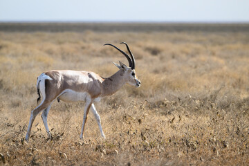 Grant`s gazelle female standing in the sun-dried savannah in the dry season
