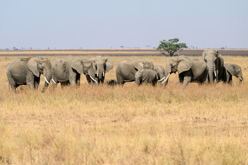 The family group of elephants or a herd foraging in savannah