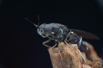 soldier fly on branch