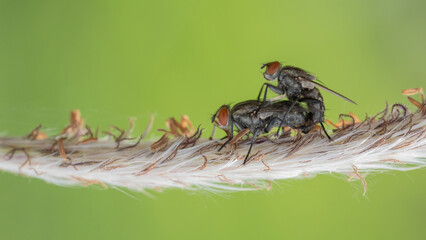 flies mating on branch