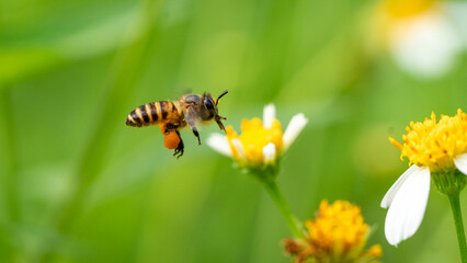 bee on a flower
