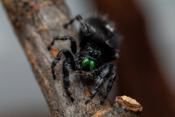 A bold jumping spider (phiddipus audax) enjoying her terrarium.