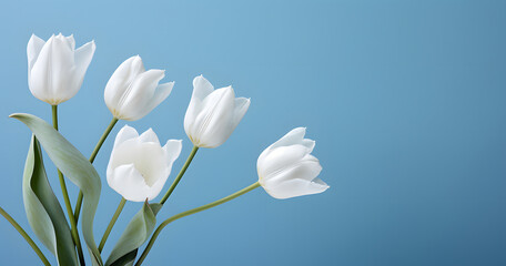 a bunch of white tulips on a blue background
