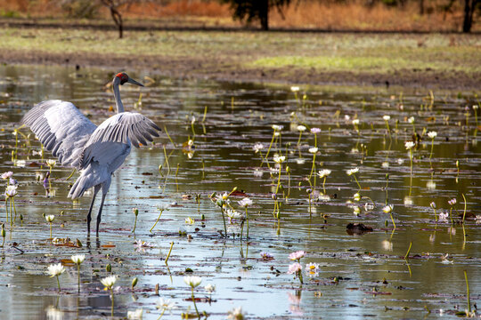 An Australian crane (Antigone rubicunda) also known as a Brolga. Tropical North Queensland.	