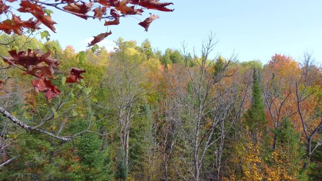 Classic drone flying through a tree of a forest in autumn.