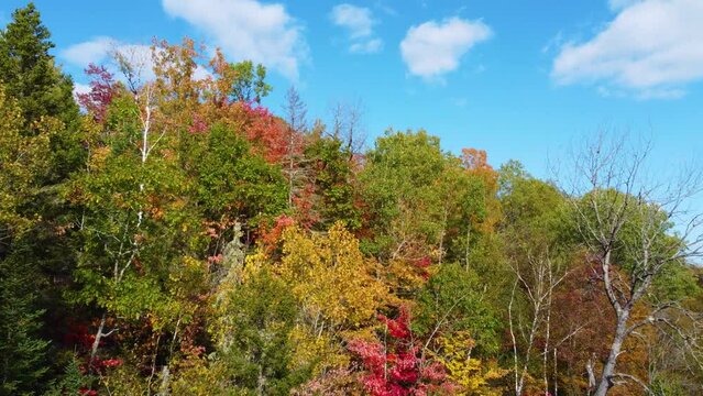Forest in its autumnal glory, where the trees are dressed in vibrant shades of fall.