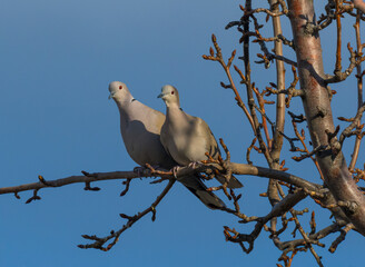 Eurasian Collared Dove perched, drinking or eating