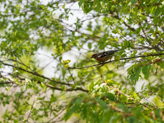 Buchfink, Fringilla coelebs