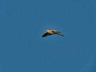 Graureiher, Ardea cinerea