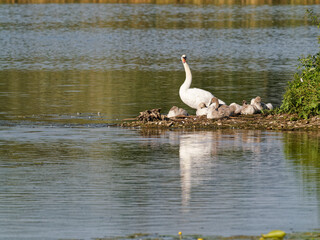 Höckerschwan, Cygnus olor, mit Küken