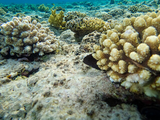 Paracirrhites forsteri in a coral reef of the Red Sea