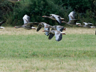 Graugans, Anser anser