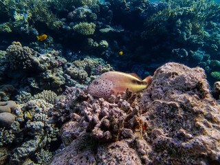 Fototapeta na wymiar Paracirrhites forsteri in a coral reef of the Red Sea