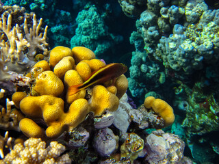 Paracirrhites forsteri in a coral reef of the Red Sea