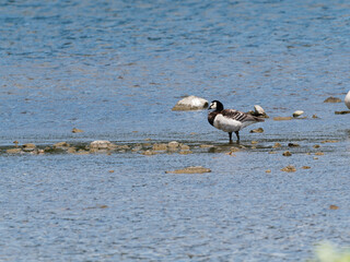 Wei&szlig;wangengans, Nonnengans, Branta leucopsis